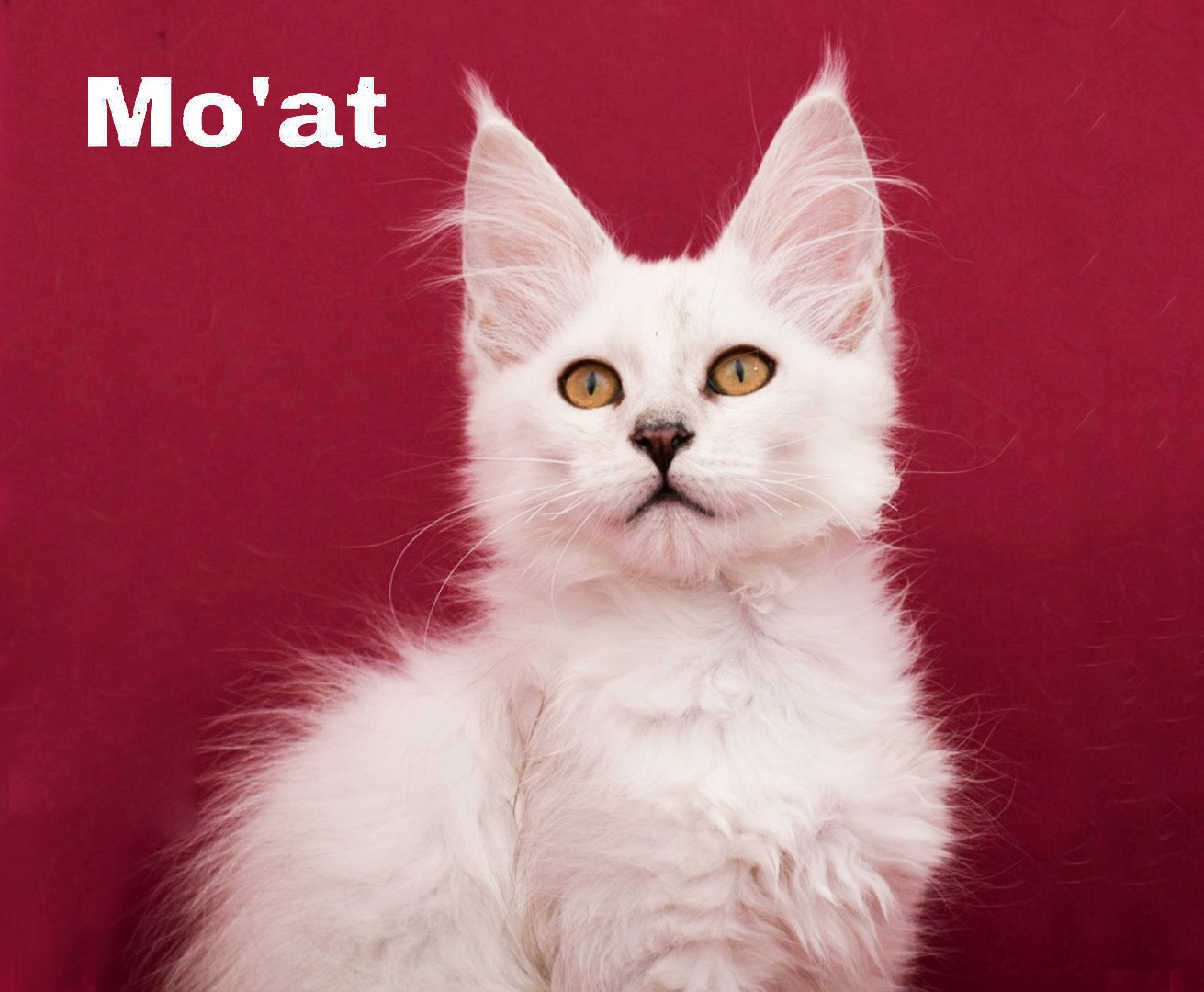 Mo'at hat ein neues Zuhause gefunden!